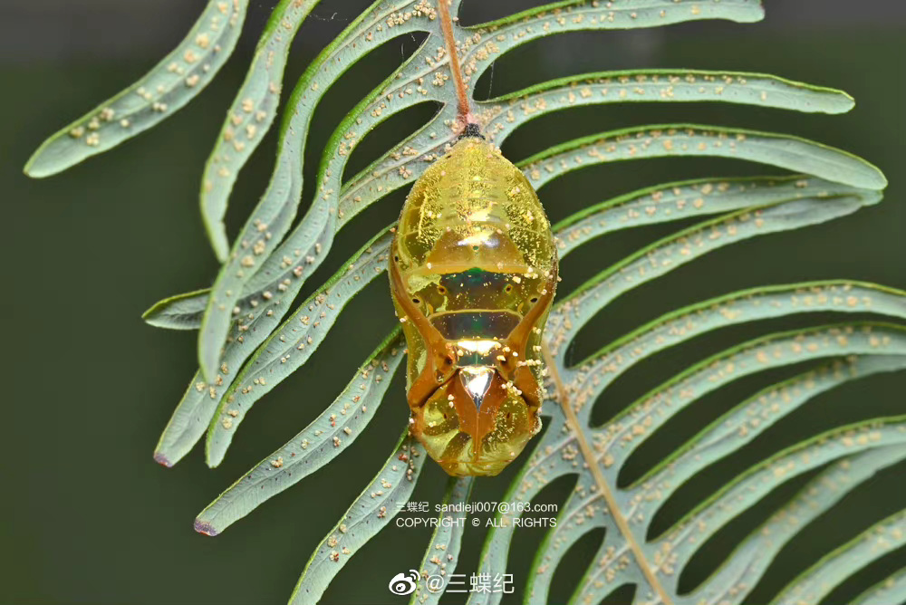 金闪闪的蓝点紫斑蝶蛹,蛹上沾了一些芒萁的孢子__财经头条