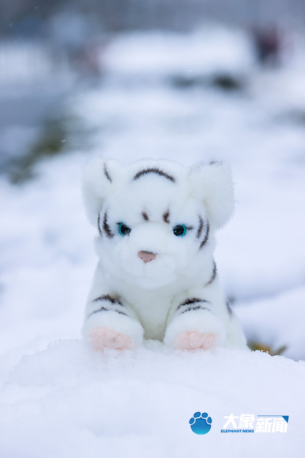 一只小老虎玩偶跟雪景格外搭雪天中美丽的小湖一位家长赤裸上身在雪地