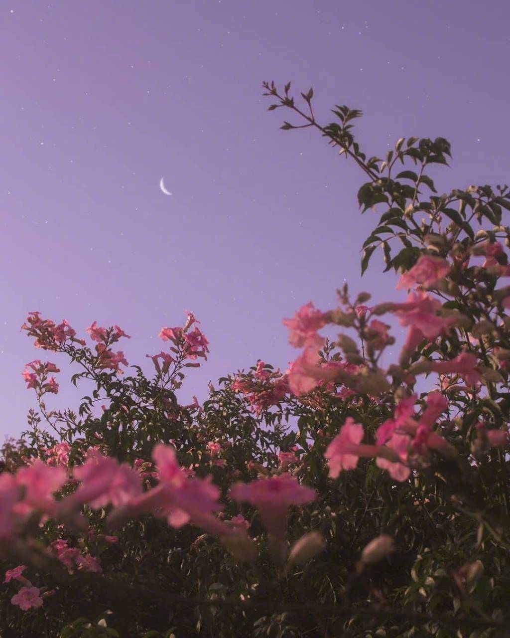 月遇從雲 花遇和風 今晚的夜空很美 我又想你了