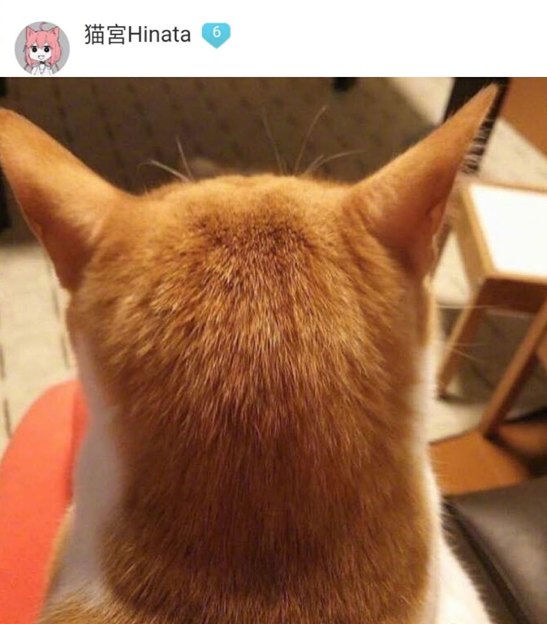 猫咪销魂的后脑勺 这也太好摸了吧,好想揉揉揉揉揉揉_高清图集_新浪网