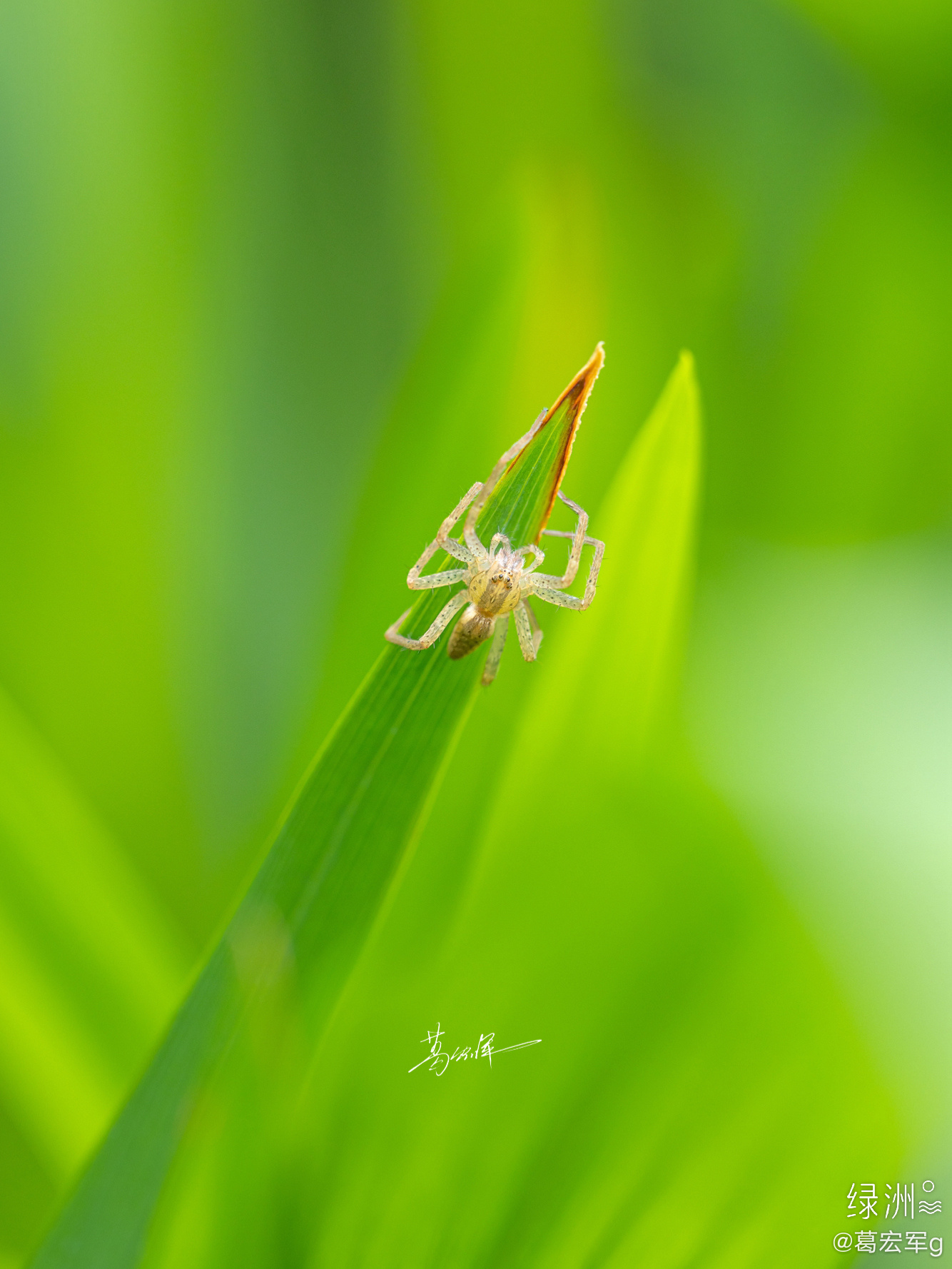 5月虫记 紫金山上的昆虫活跃起来了__财经头条