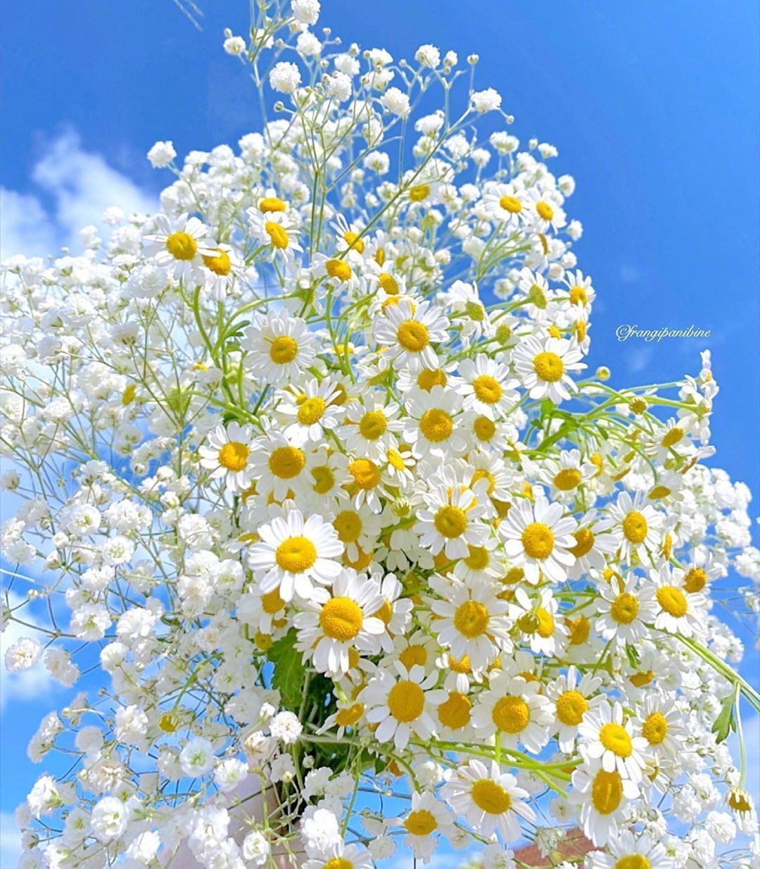 是花自然香,是爱自然长_高清图集_新浪网