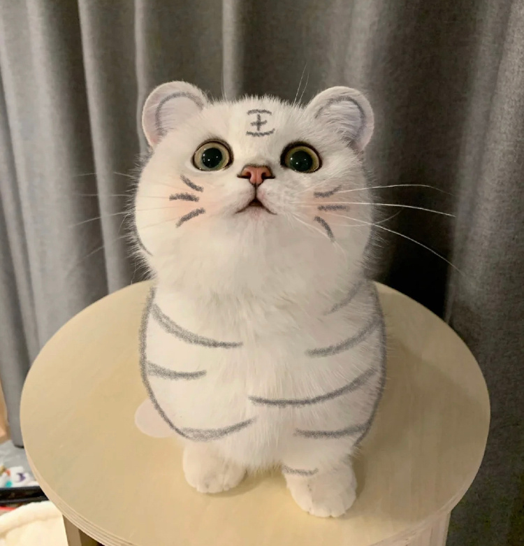 铲屎官们笔下的小脑斧奶凶奶凶的
