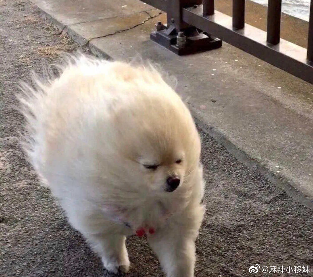 吴磊的发型让我想起这只大风下的狗子哈哈哈哈哈哈哈哈哈哈哈哈哈哈哈