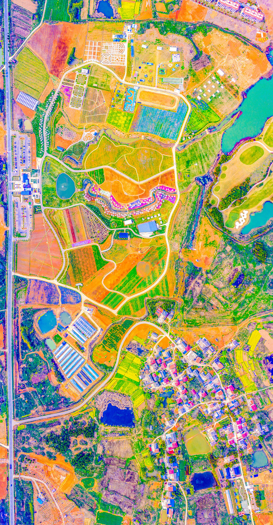 镇江句容伏热花海,等花长起来后,会有一种小北海道花海的感觉