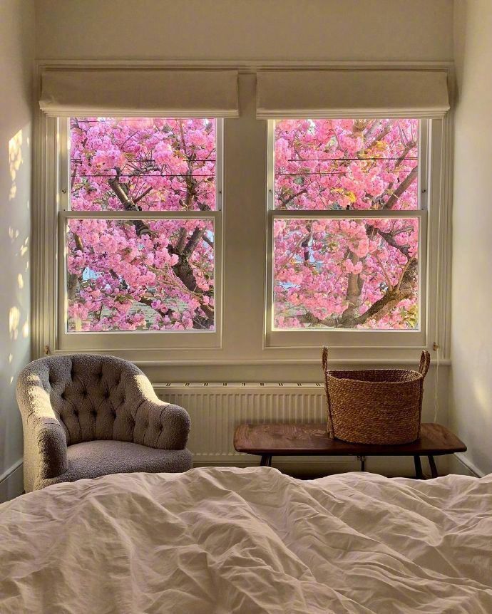 窗外的樱花特别治愈