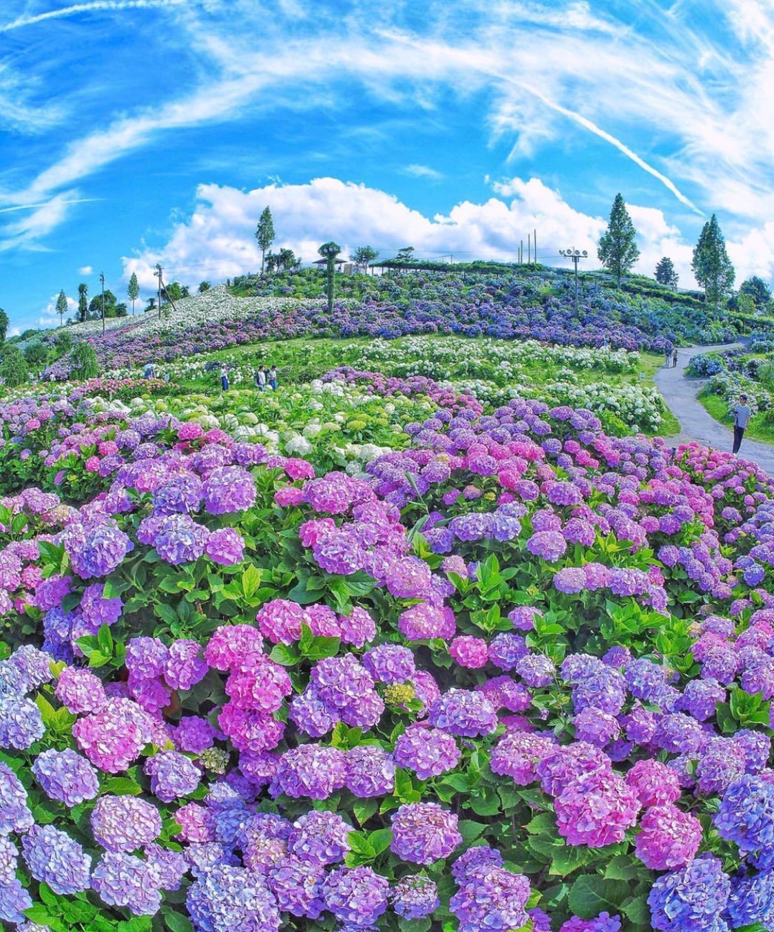 路过一片绣球花,邂逅一场最美的无尽夏.