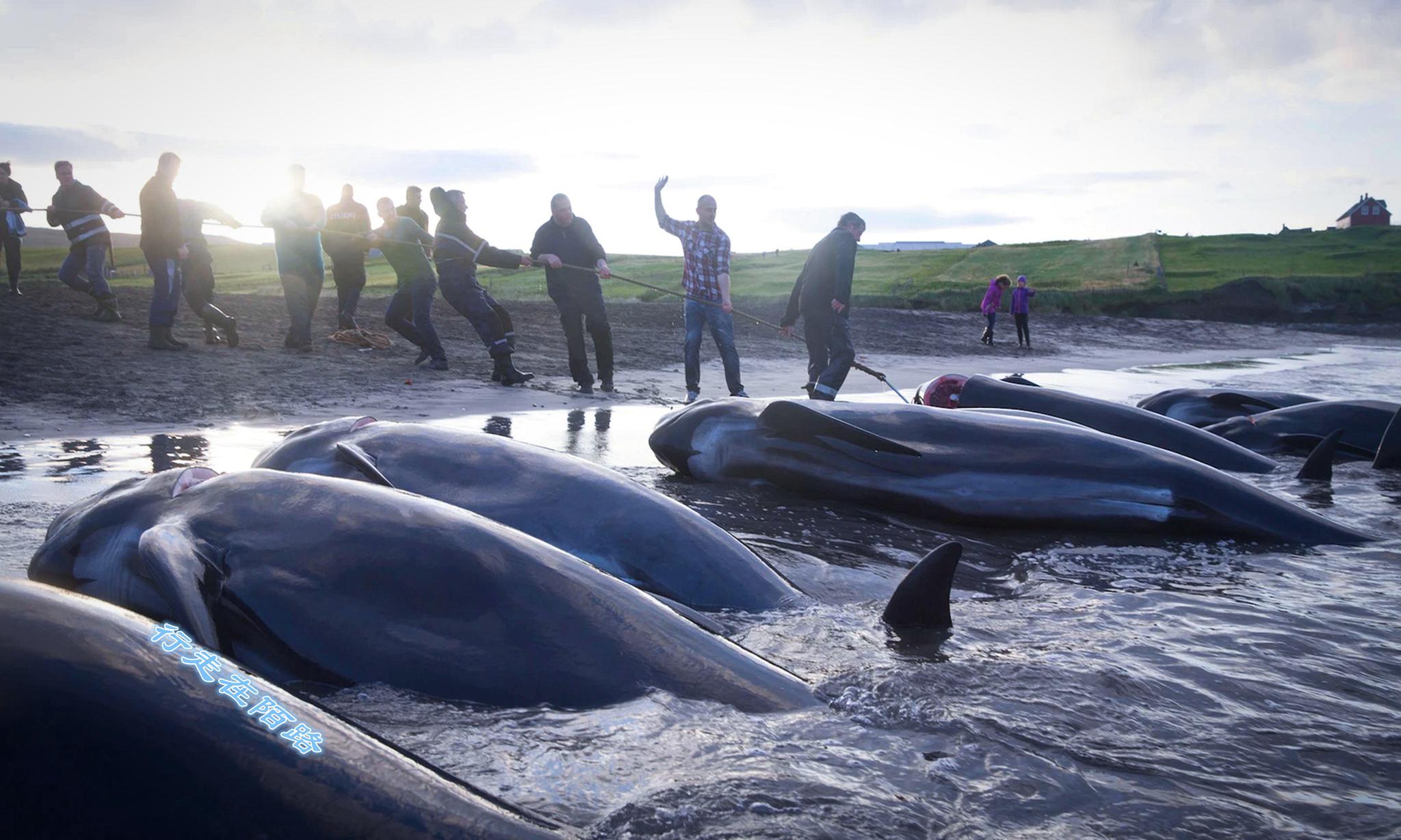 欧洲捕鲸镇:坚持捕鲸传统近千年,年入7万美元仍不放弃