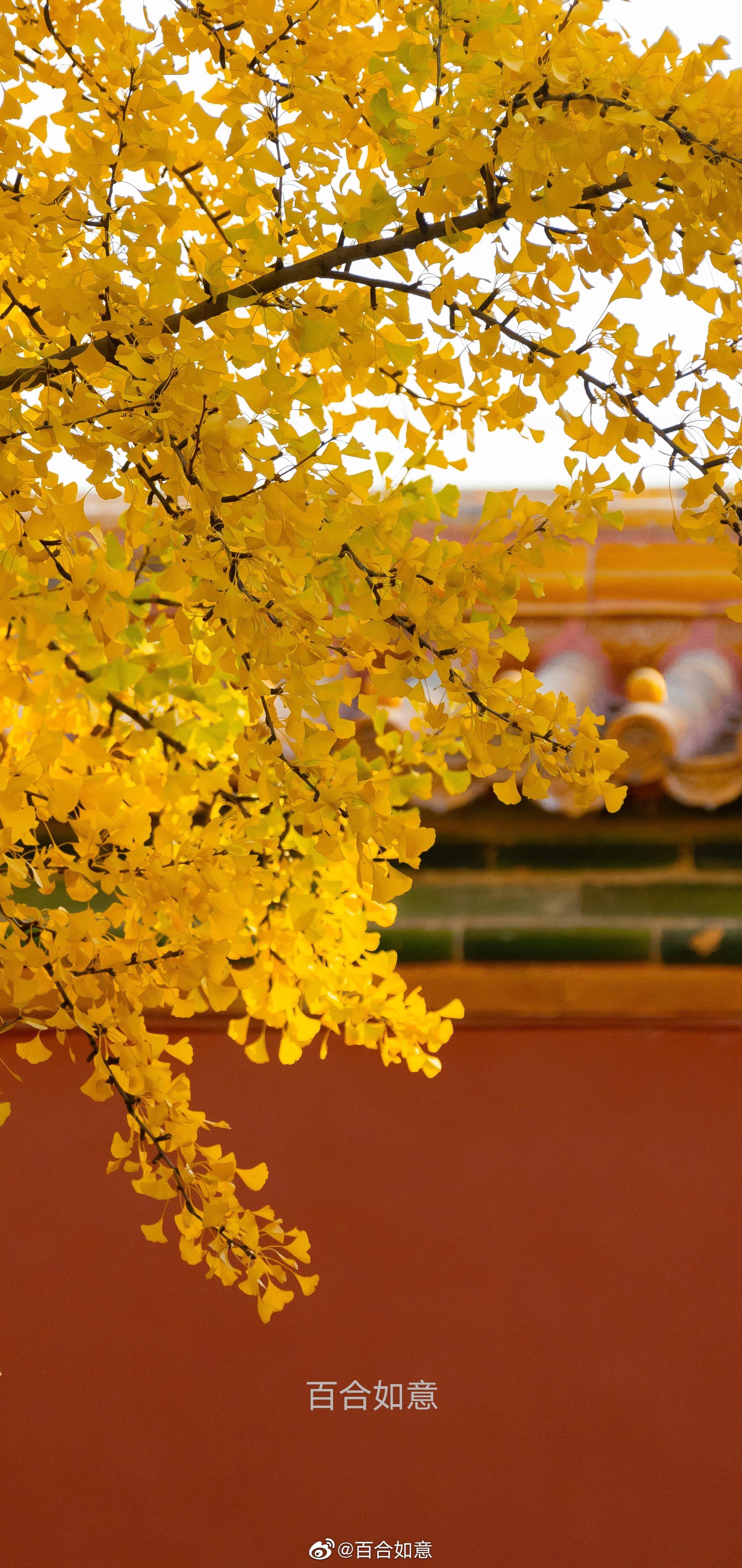 紫禁城延禧宫银杏黄_高清图集_新浪网