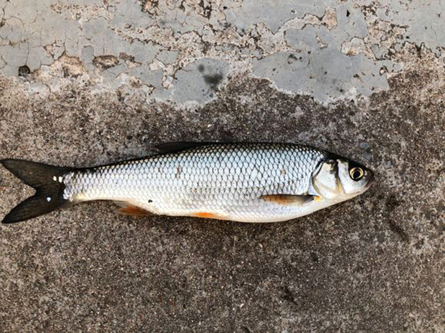 北方人叫它"雅鲁",形似鲤鱼而小窄,羞羞答答,不是很容易上钩__财经