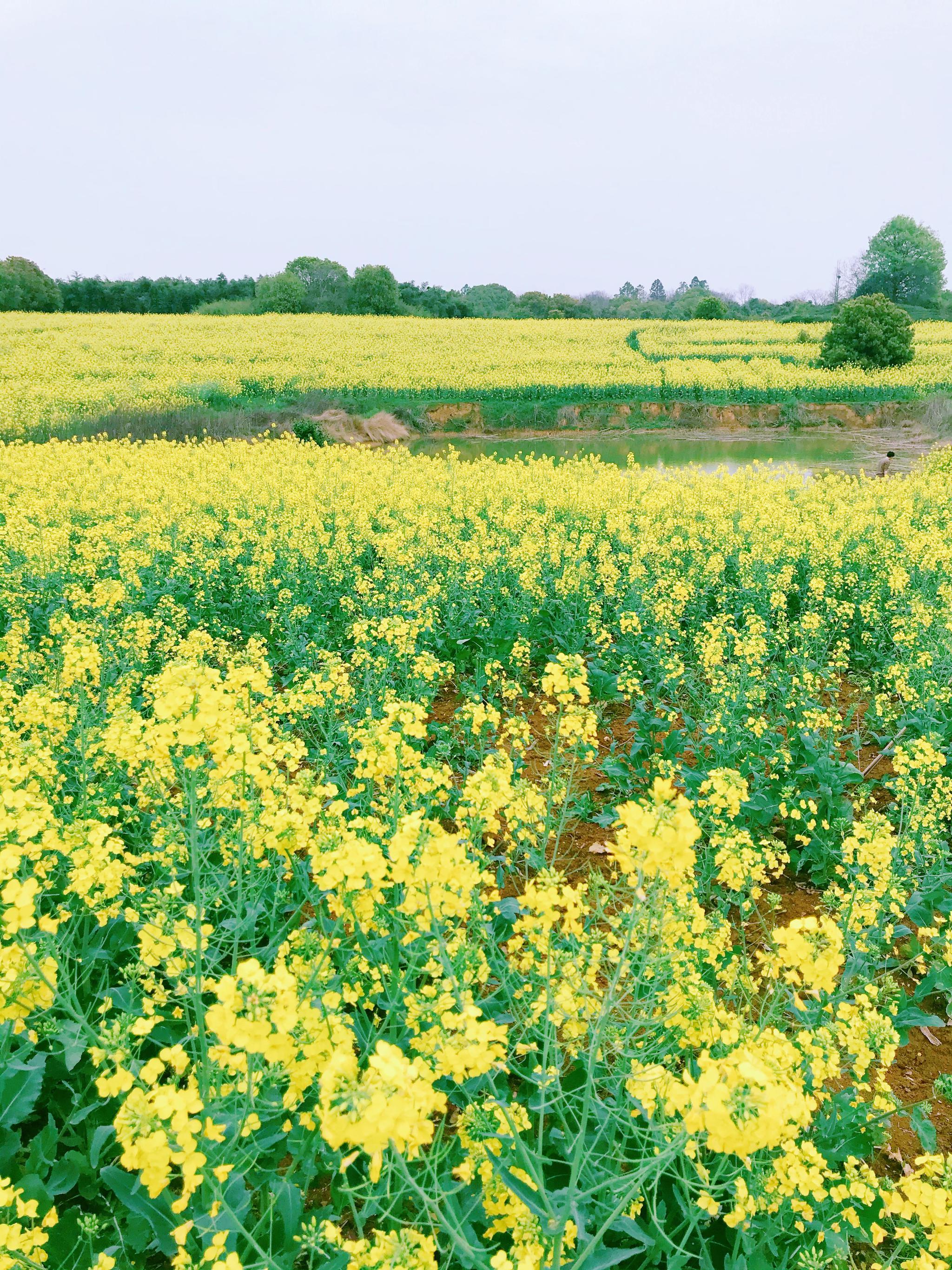 南京高淳油菜花"颜值爆表"