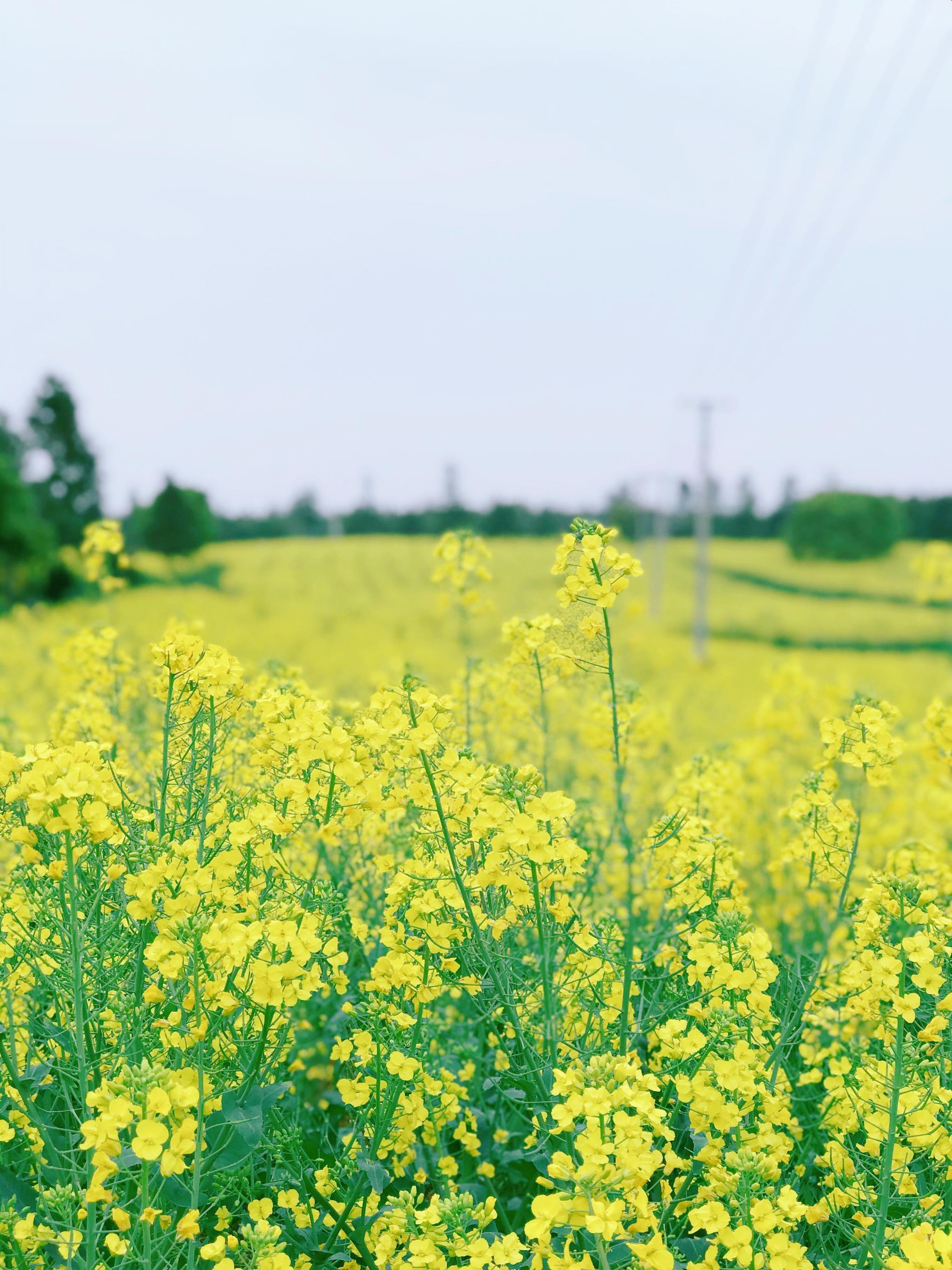 南京高淳油菜花"颜值爆表"