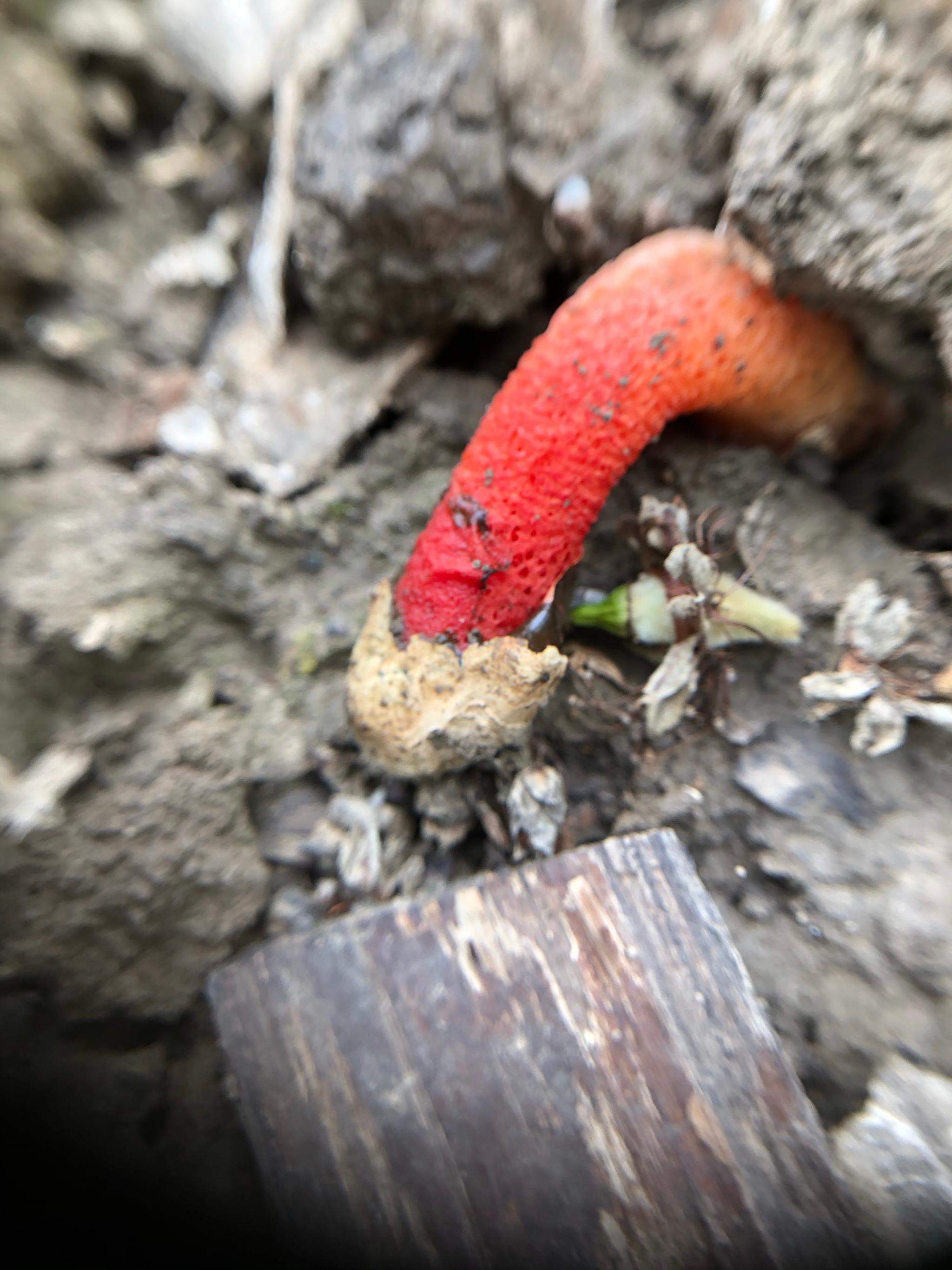 来看看你们家的红鬼笔.爆啦 有点邪恶_高清图集_新浪网