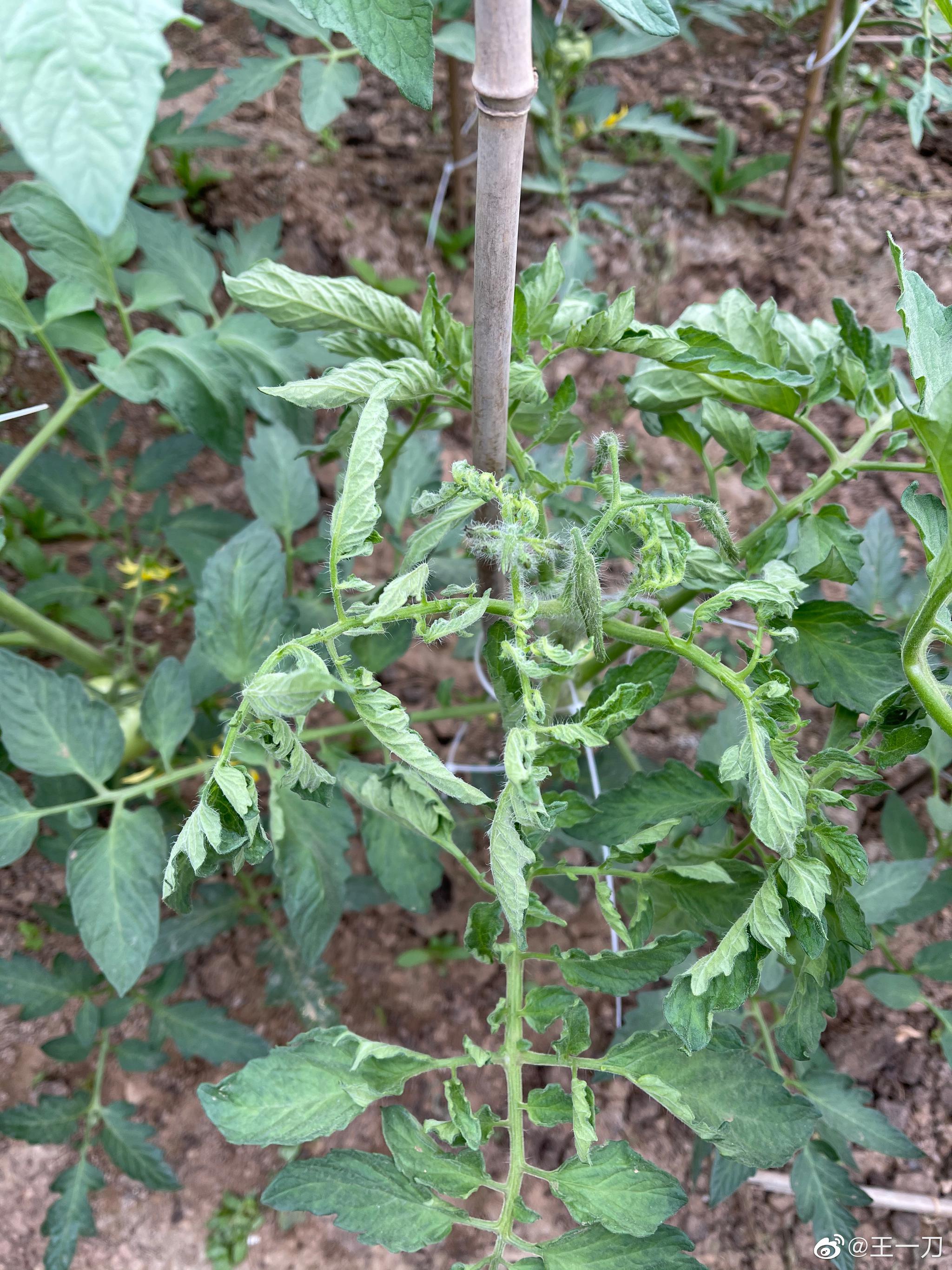 这个番茄秧要壮烈了,不知道还有没有救?_高清图集_新浪网