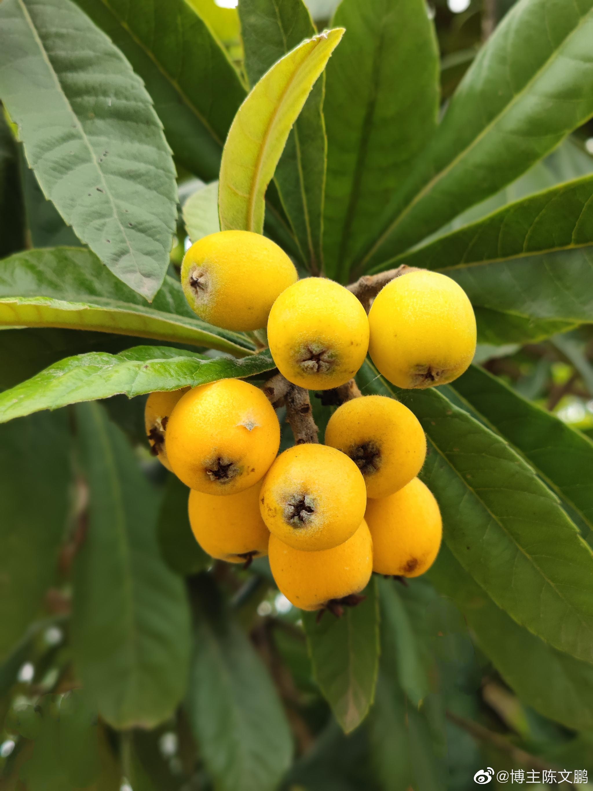 枇杷 果味甘酸 供生食 蜜饯和酿酒用__财经头条