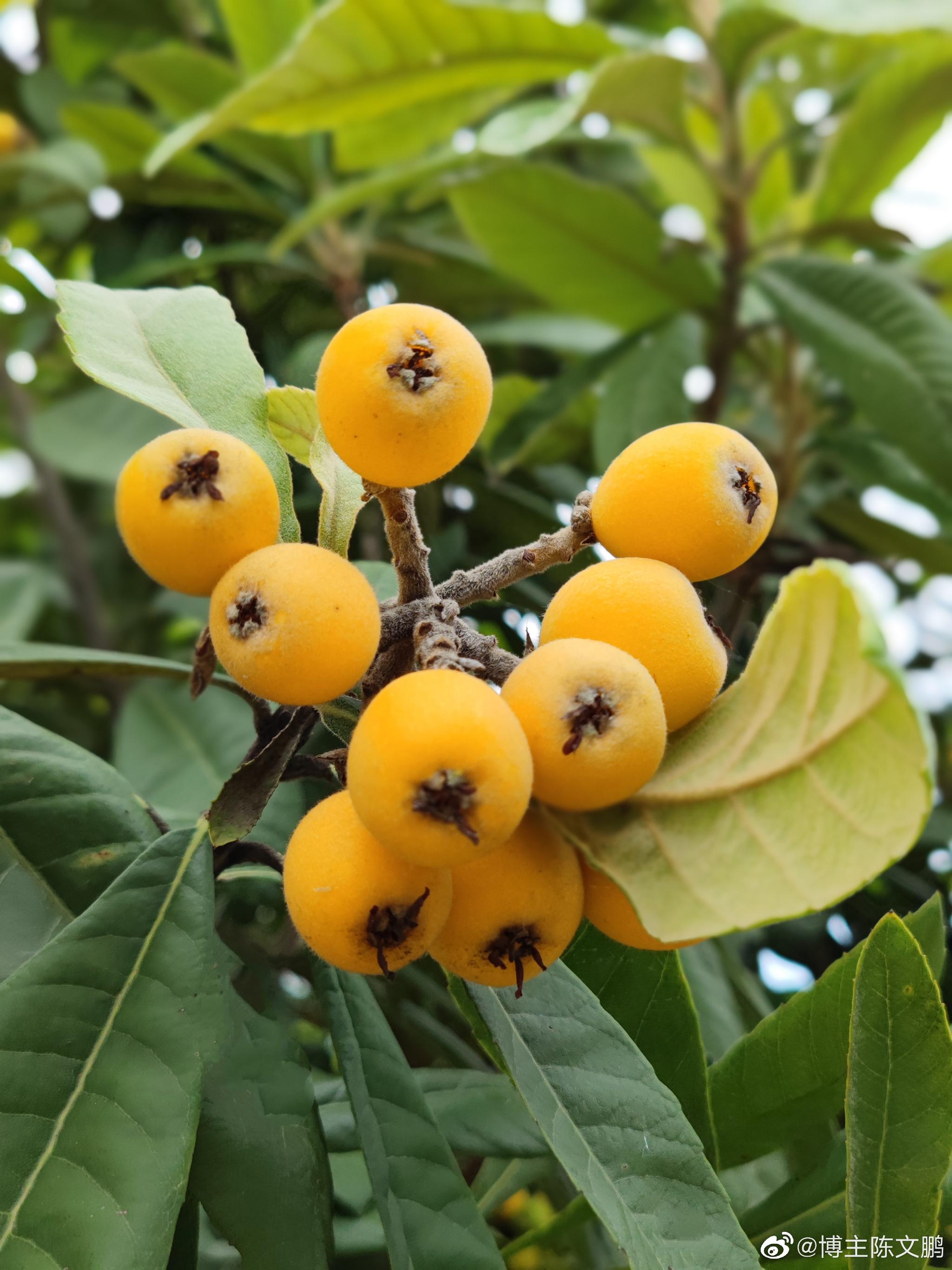 枇杷 果味甘酸 供生食 蜜饯和酿酒用__财经头条