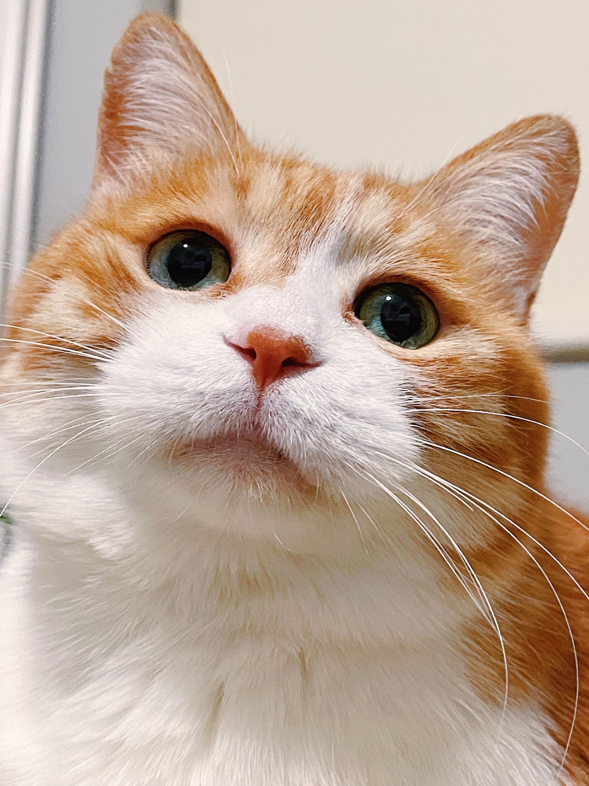 漂亮小猫祝大家晚安哦|小猫|黄猫|晚安_新浪新闻