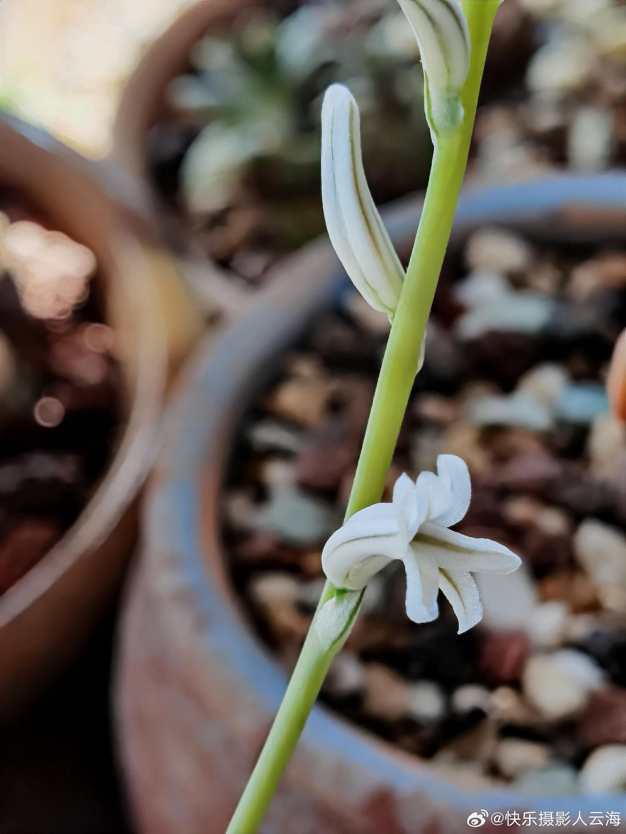 多肉植物,玉露,开花