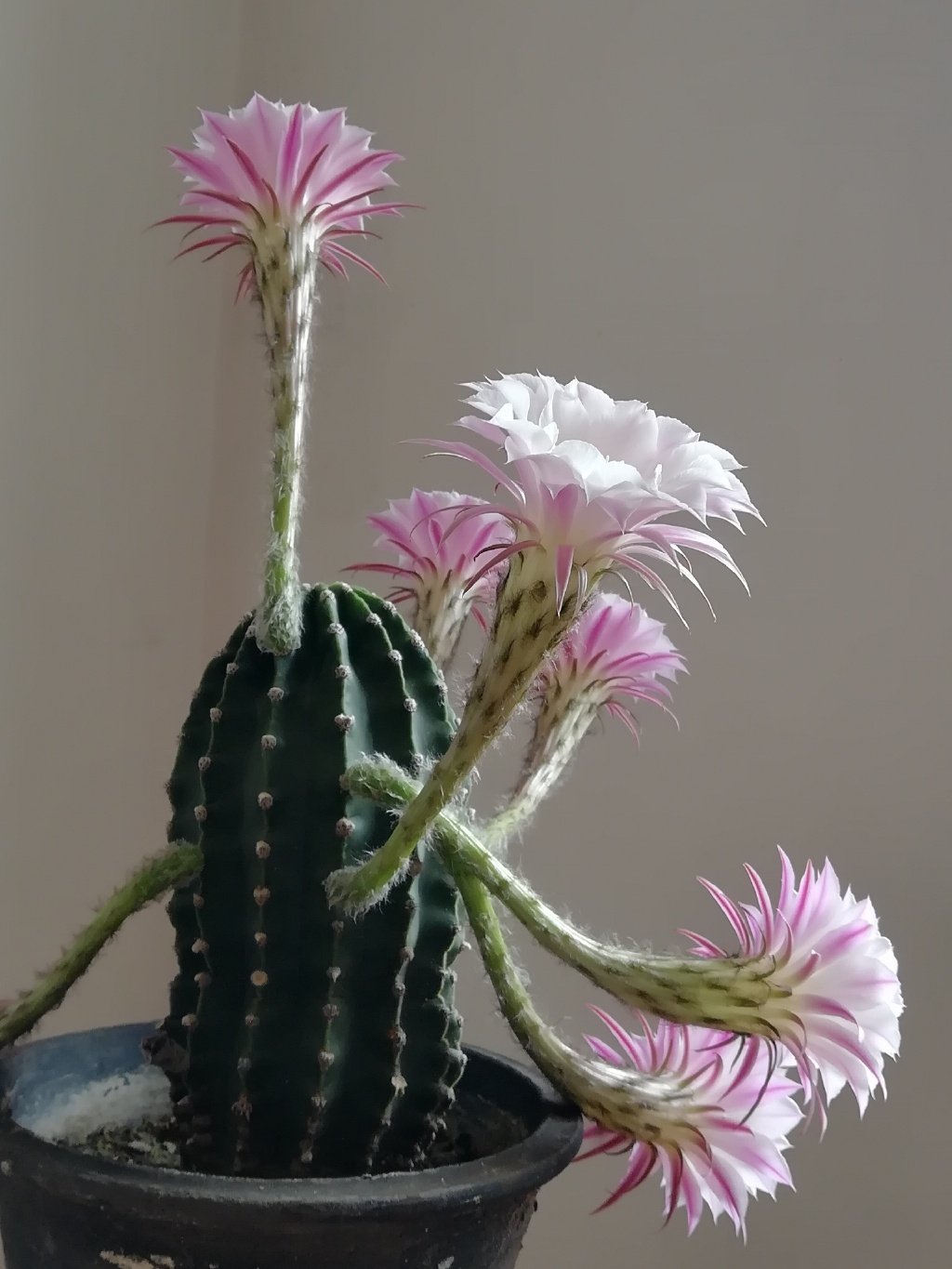 是谁说的仙人球不会开花?