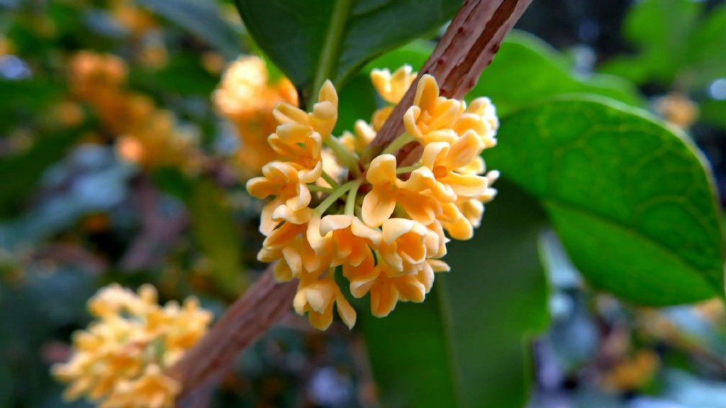 家有桂花树怎么卖