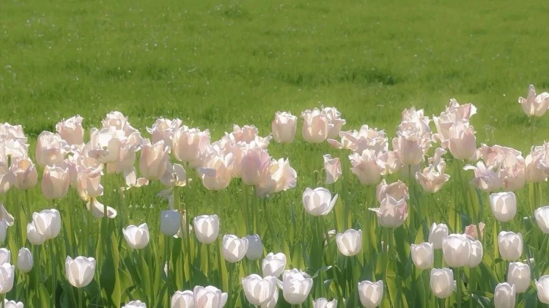 春日绿色ipad电脑壁纸