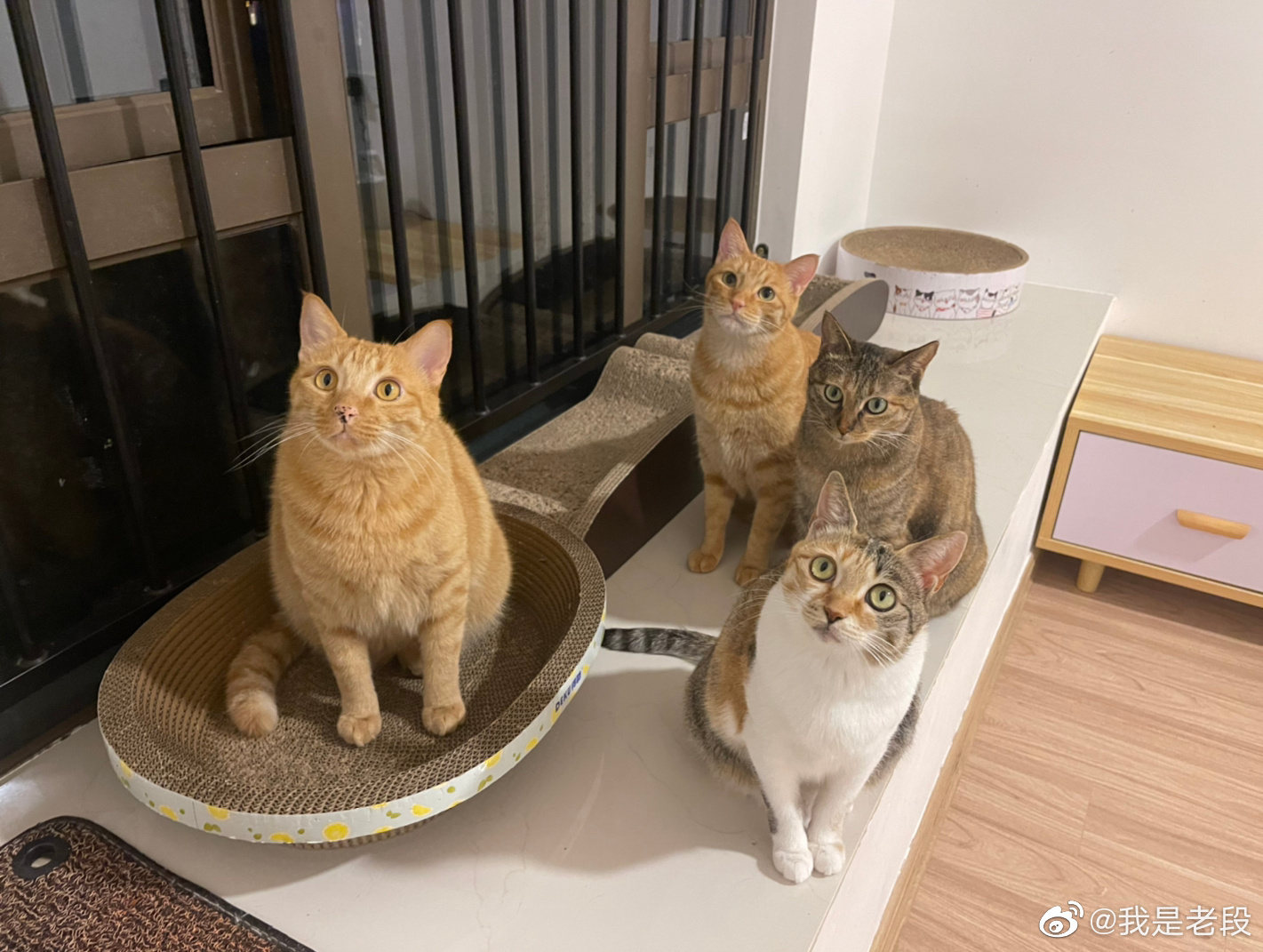 你们相信我，野猫哪有家猫香？外边那些都是逢场作戏罢了！__财经头条