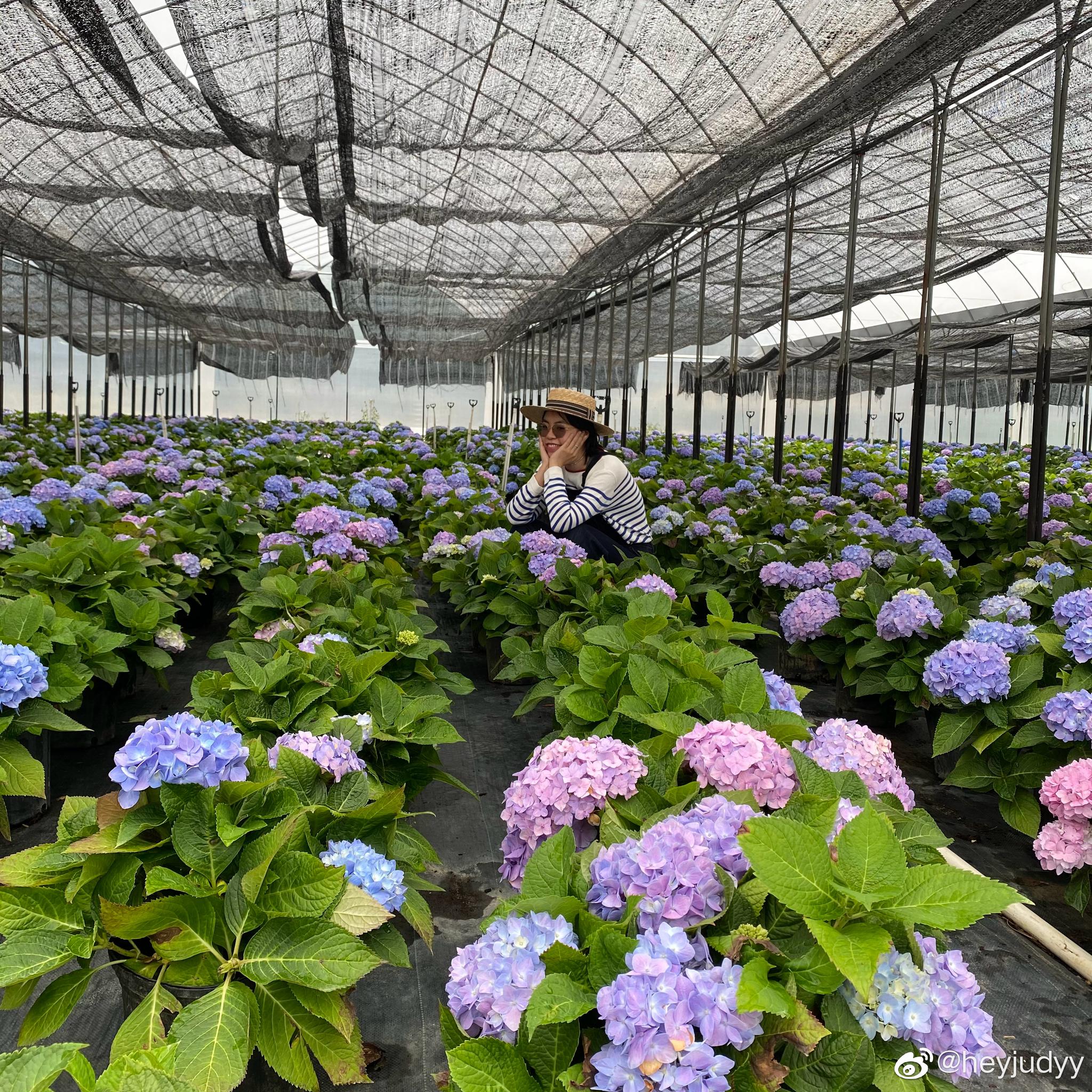 驱车一个半小时到绣球花基地给薄荷星球又添置了几盆