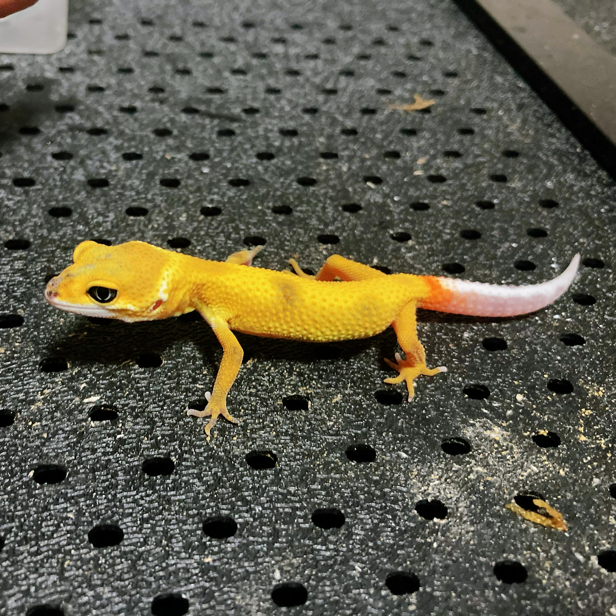 最近特别喜欢的两条柠檬霜