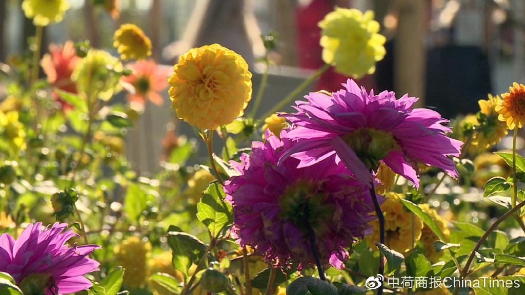 游客盛事 VS 市政厅财务灾难,荷兰世园会闭幕休闲区蓝鸢梦想 - Www.slyday.coM 游客盛事 VS 市政厅财务灾难,荷兰世园会闭幕休闲区蓝鸢梦想 - Www.slyday.coM