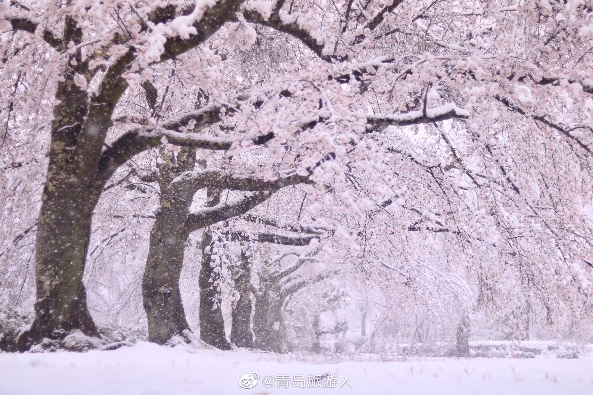 镜双城中的雪樱花图片