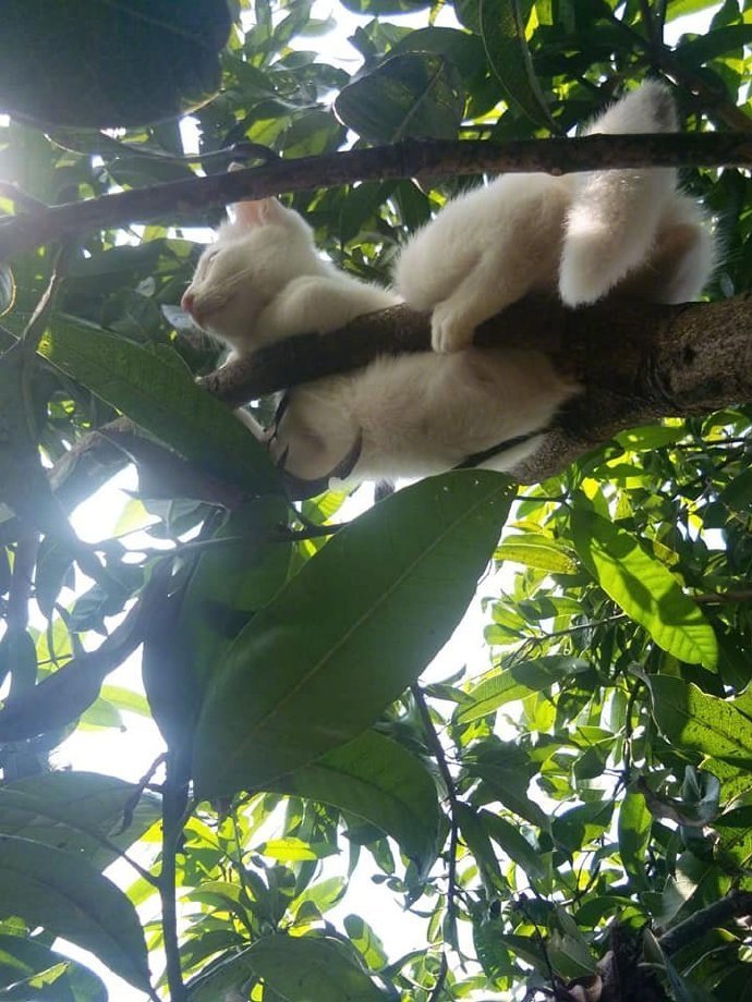 网友发现树上有一只猫在睡觉,这姿势还能睡得这么香,我服了!