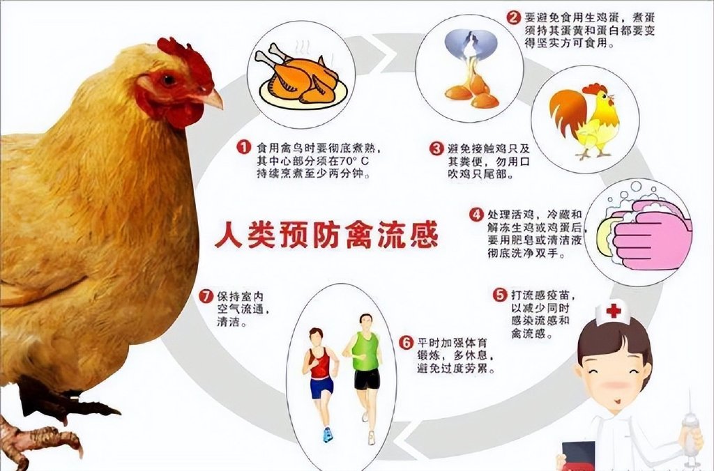 史上最严重的禽流感正席卷全球,上亿只家禽被扑杀,会传染人类吗