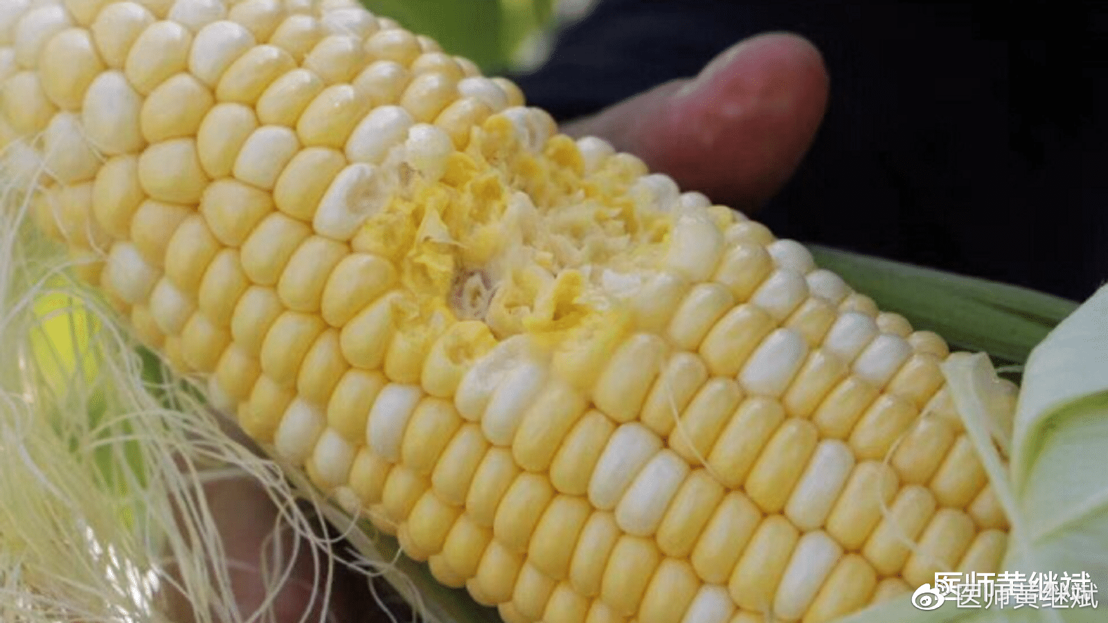 水果玉米能直接生吃,常吃能改善皮肤状态,它是转基因水果吗?