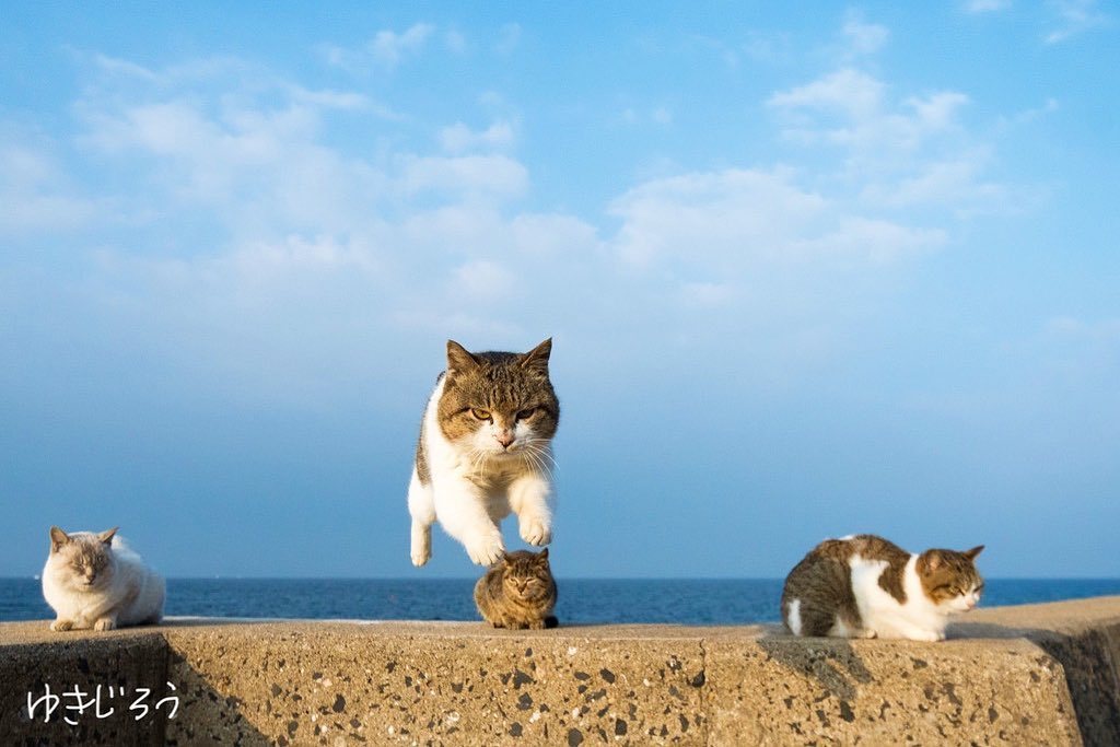 喜欢跳跃的猫咪们_高清图集_新浪网