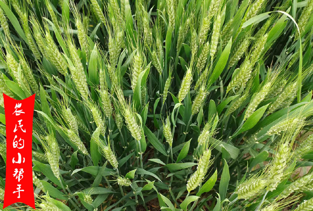 小麦扬花期能不能打药或浇水?老农:可以,但有技巧,别弄错了