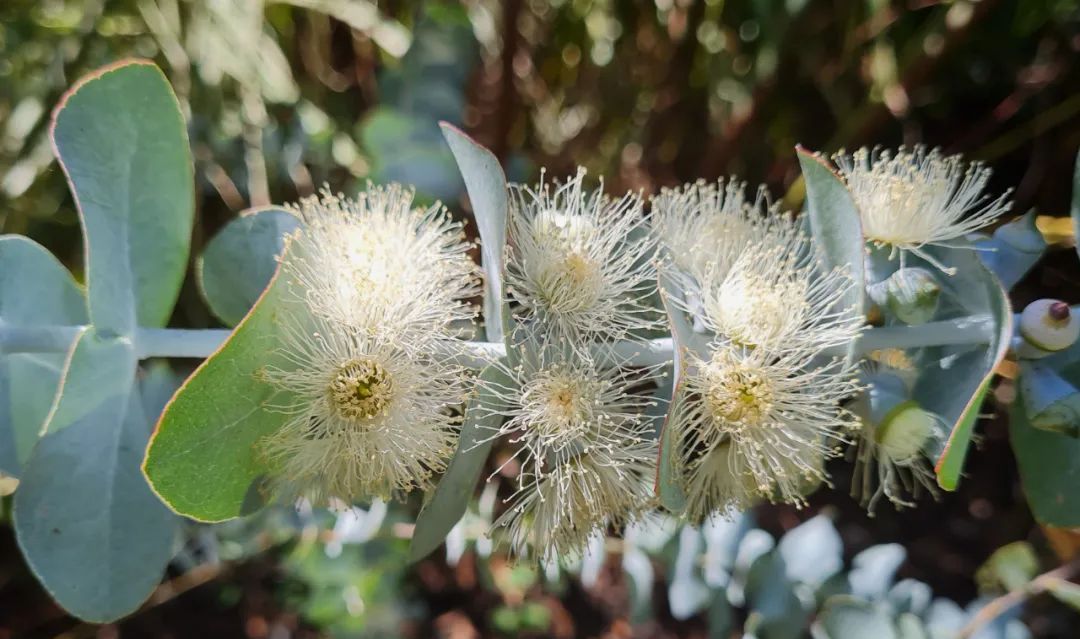 如何自己养一盆尤加利桉树