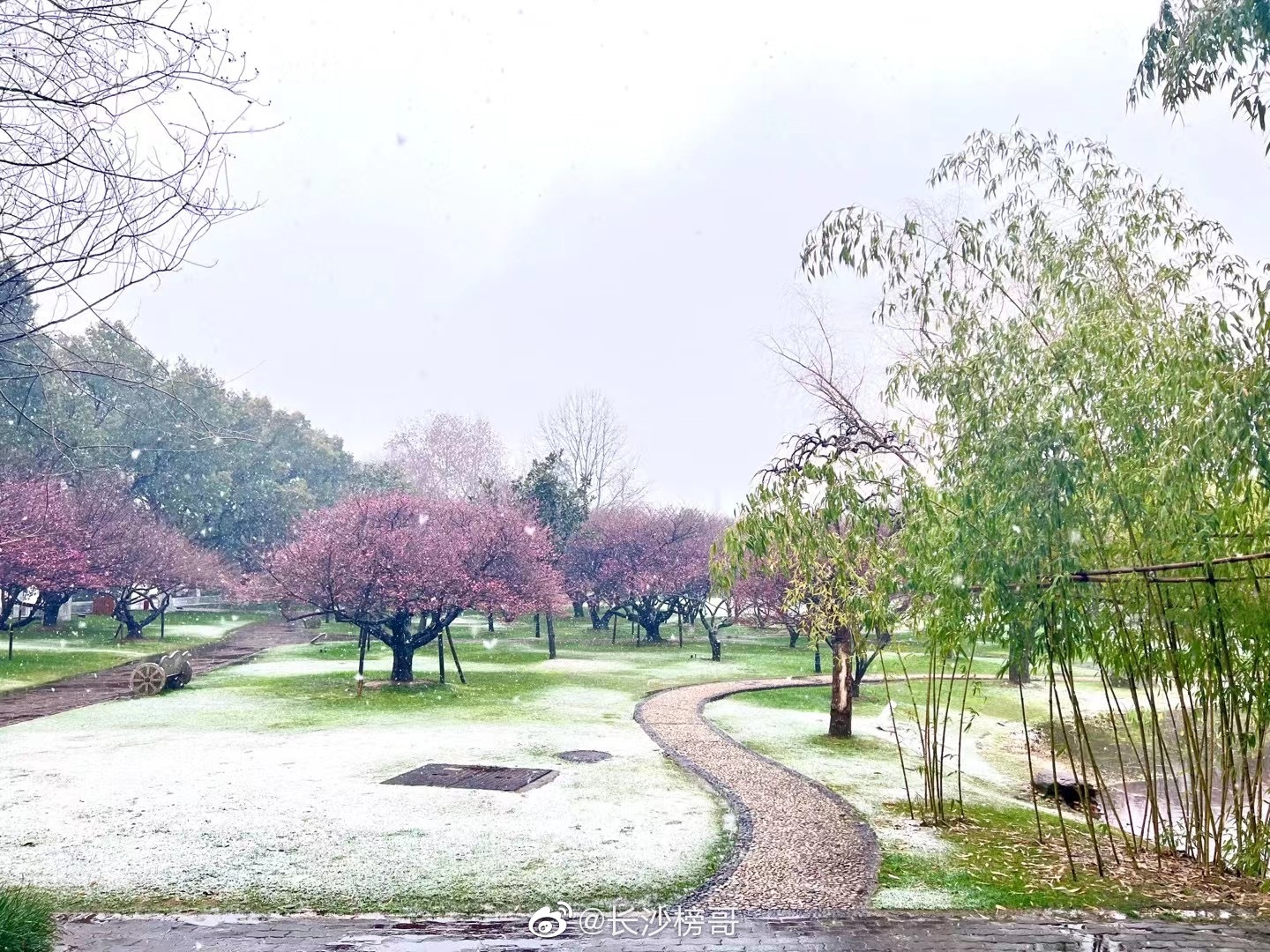 太美了！长沙橘子洲梅花雪中盛开 财经头条