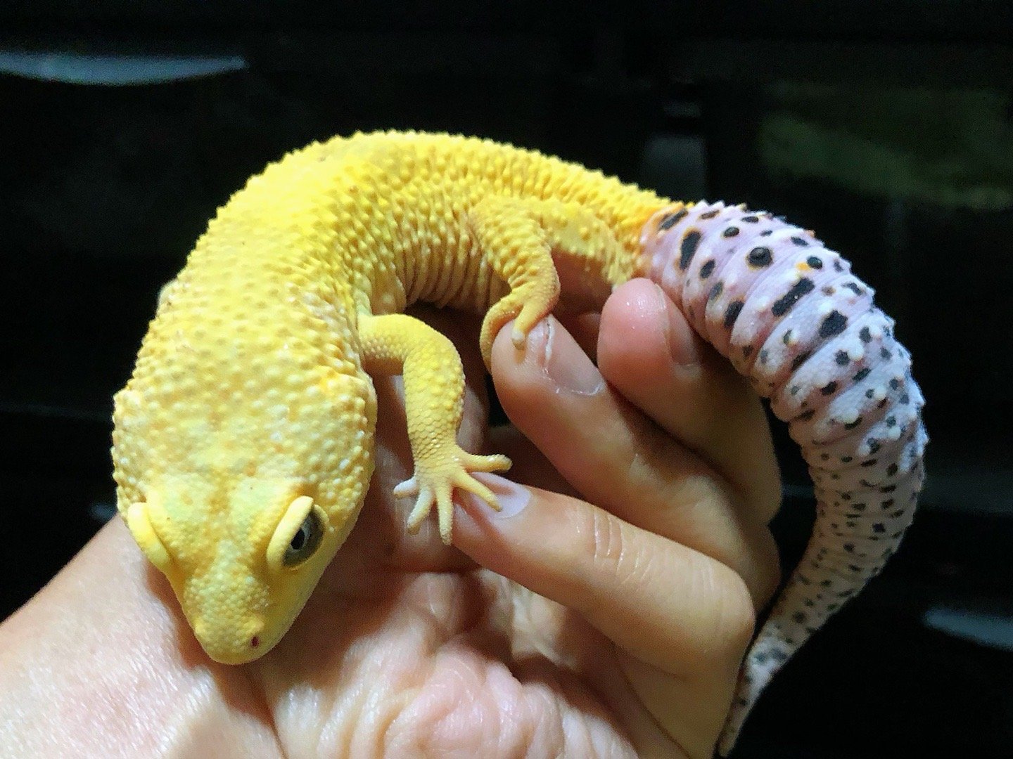 柠檬小守宫 这个基因比较好看,但长瘤概率可能有75%_高清图集_新浪网