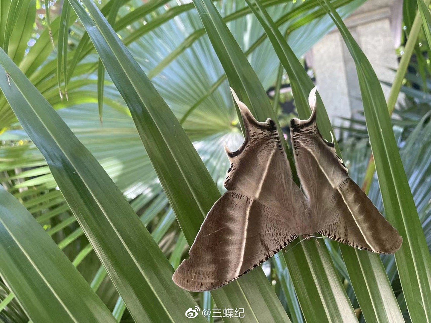 一周内被人问了三次的物种:大燕蛾……_高清图集_新浪网