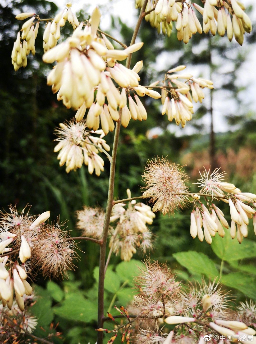 博落回不是人名哦 而是一种植物 一组近距离拍摄的博落回花送给你 博落回不是人名哦 而是一种植物 一组近距离拍摄的博落回花送给你