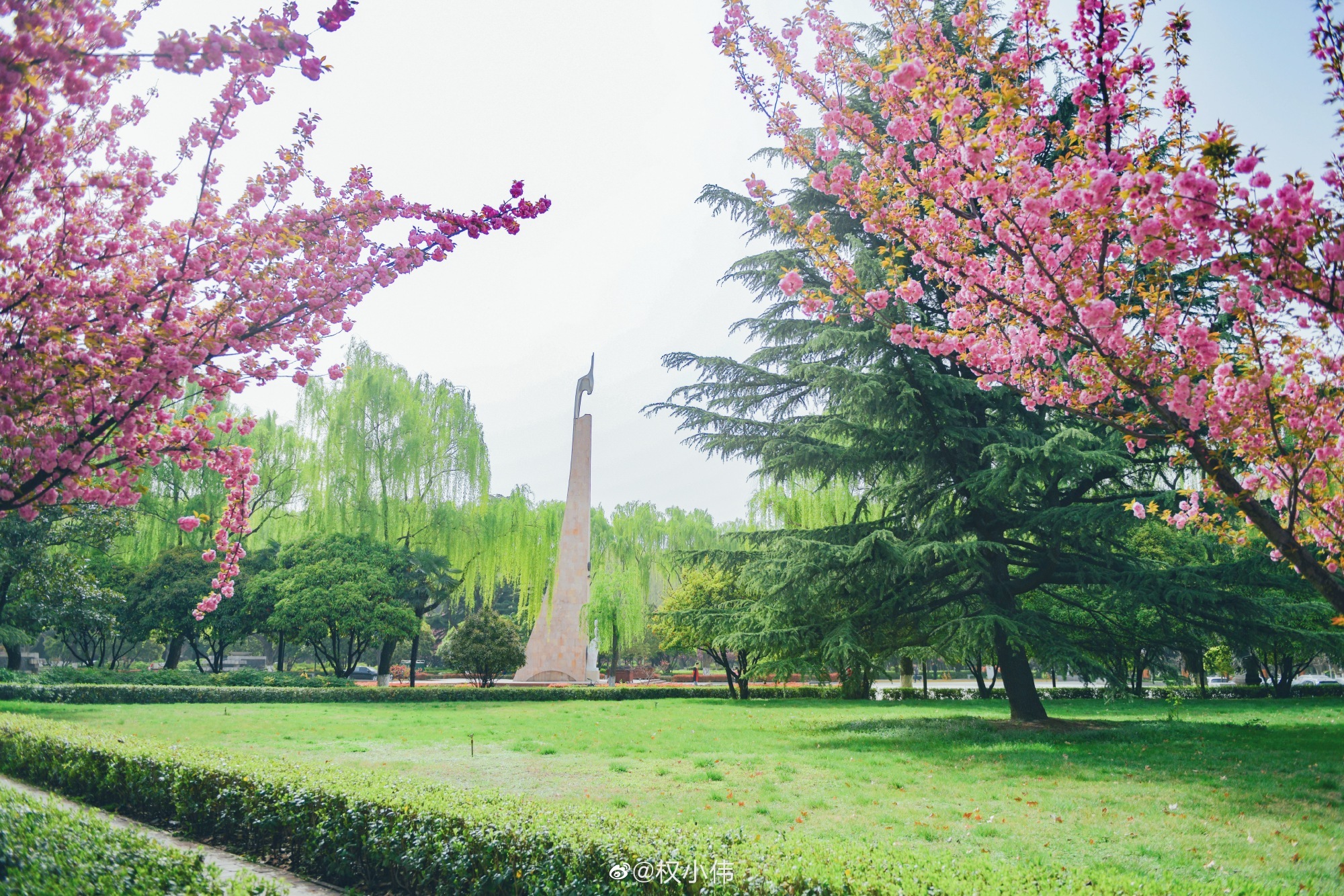之 交大樱花季已经到来,一场雨过后就能看见樱花雨了(:@权小伟 )
