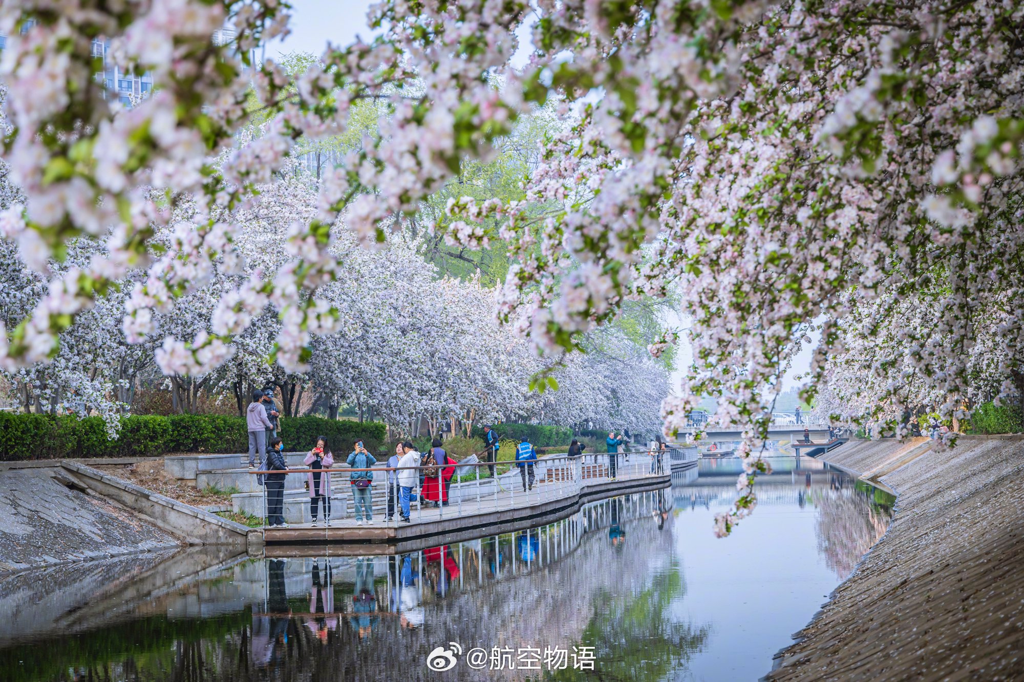 帝都语年度打卡海棠花溪, 地铁望京南站b口出来就是…|花溪|帝都|海棠