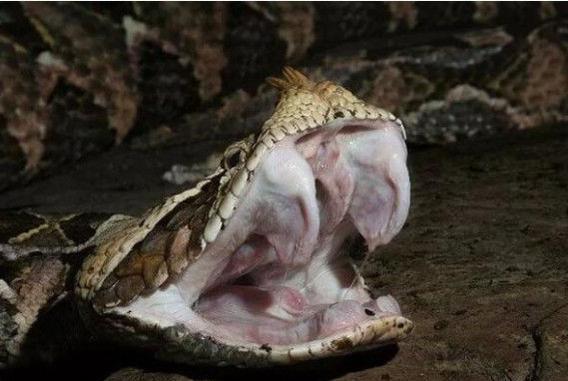 世界上最胖的毒蛇,像毛毛虫一样挪动,凶狠程度与黑曼巴有的一拼