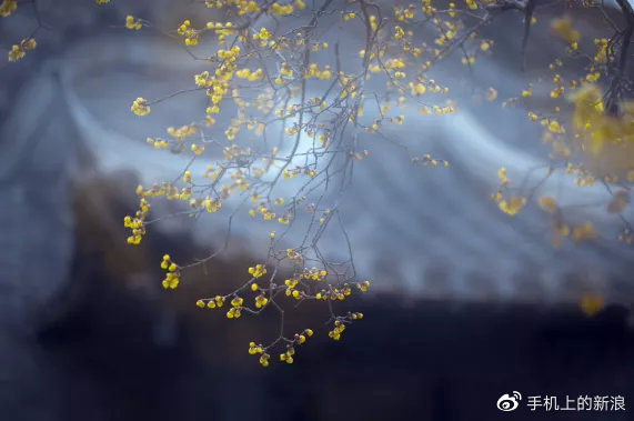 立春：立下一年好光景休闲区蓝鸢梦想 - Www.slyday.coM