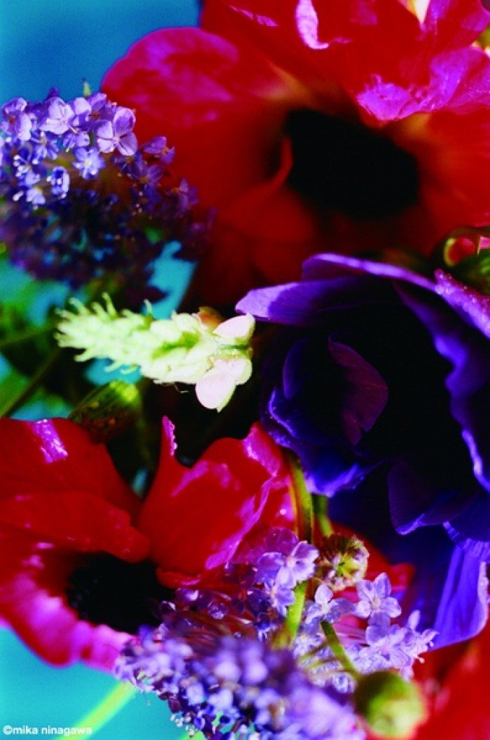 妖艳梦幻的色调,极致的绚丽摄影人:蜷川实花