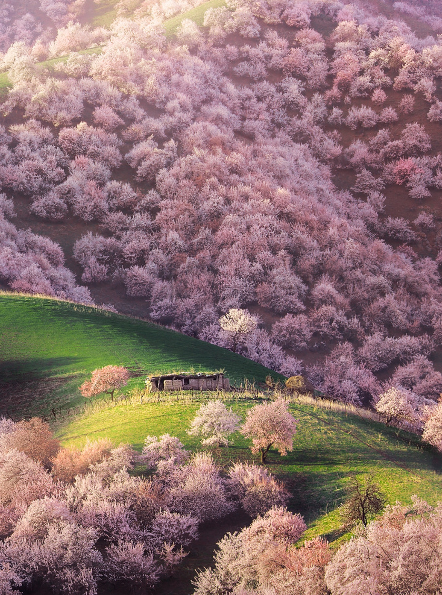 新疆伊犁杏花沟