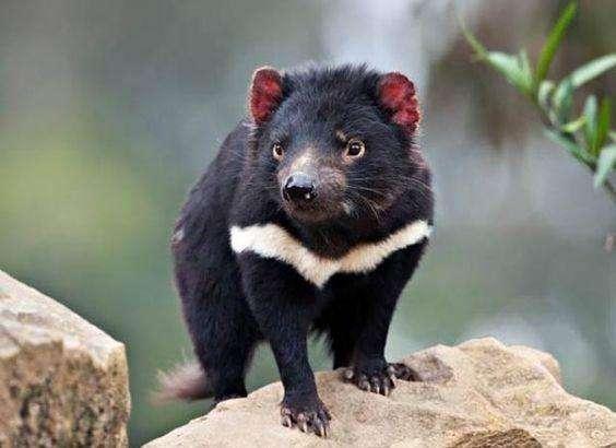 怪恶魔"重回澳洲,生性凶悍咬合力强到没朋友|蜜獾|恶魔|塔斯马尼亚
