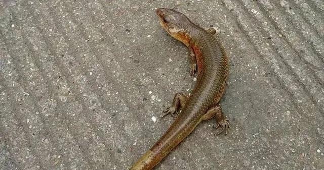 大胆的都会直接烤来吃,听说很美味,其实,"猪仔蛇"既不是蛇也没有毒性