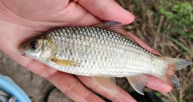 钓友们常说"一斤鲮,三斤草",在南方,此鱼比钓鲫鱼过瘾多了__财经头条
