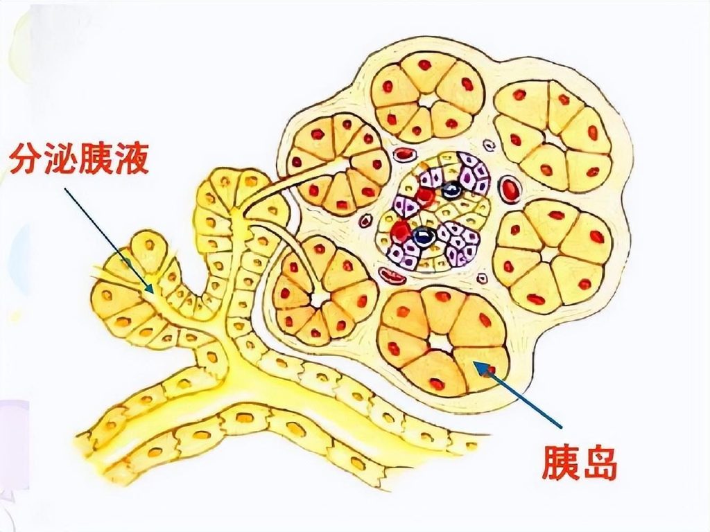 1.多吃面条真的对胰岛细胞不好吗?